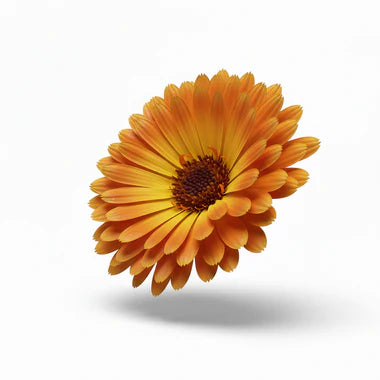 Ringelblume